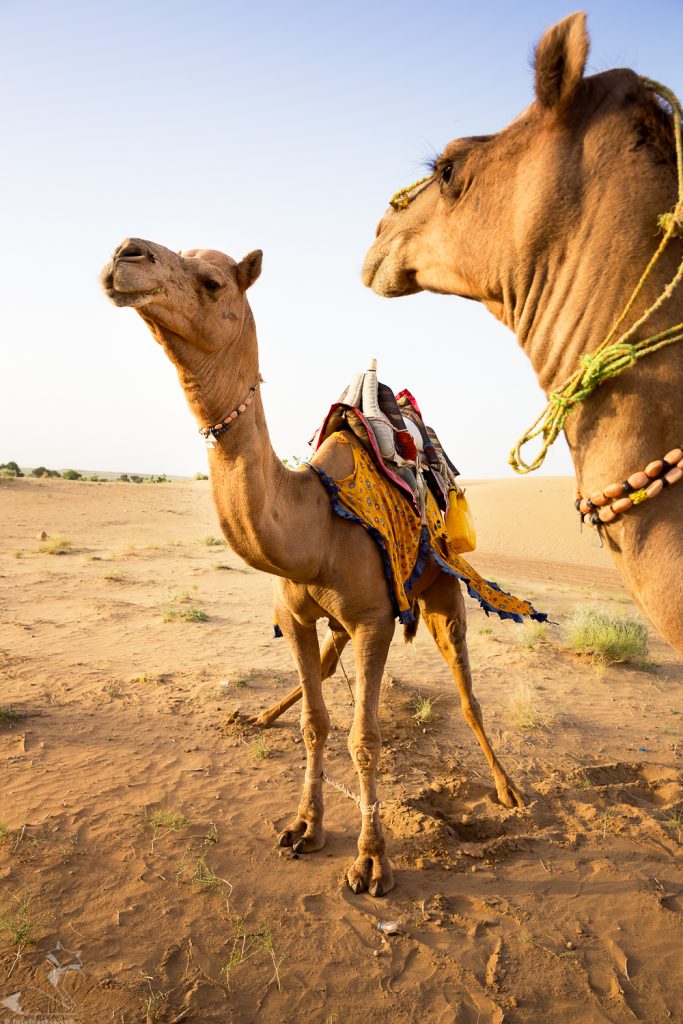 Fotokurs Fotoreise Indien Rajasthan Fotografie fotografieren lernen