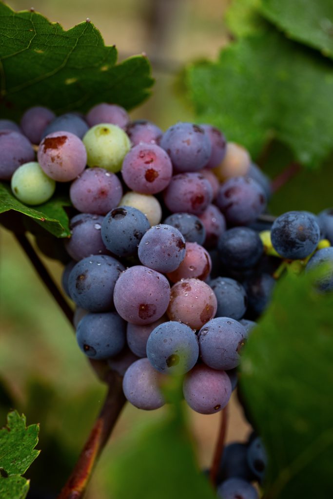 Lerne über die verschiedenen Weinsorten und deren Besonderheiten und setze sie mit vielen fotografischen Tricks in Szene.