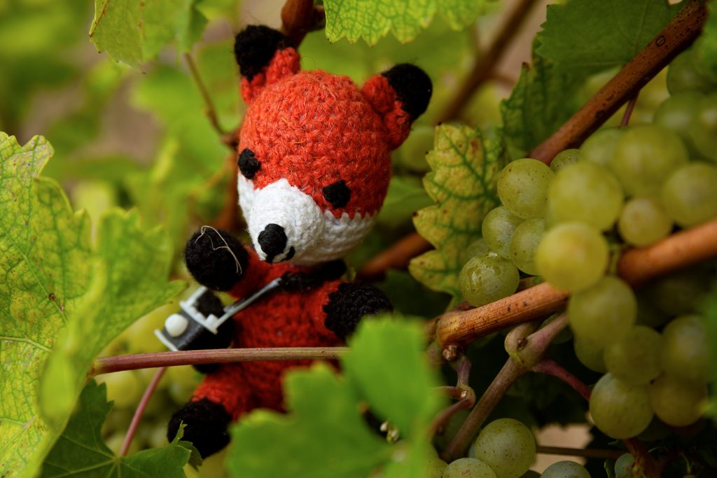 Bei unserem Fotokurs Wein Natur rund Genuss zeigt dir Finn viele Tipps und Tricks, wie du die Natur in den Weinbergen in Szene setzen kannst.