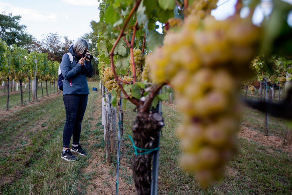 Komm mit uns auf einen exklusiven Fotokurs durch die Weinberge im Carnuntum und anschließender Weinverkostung.