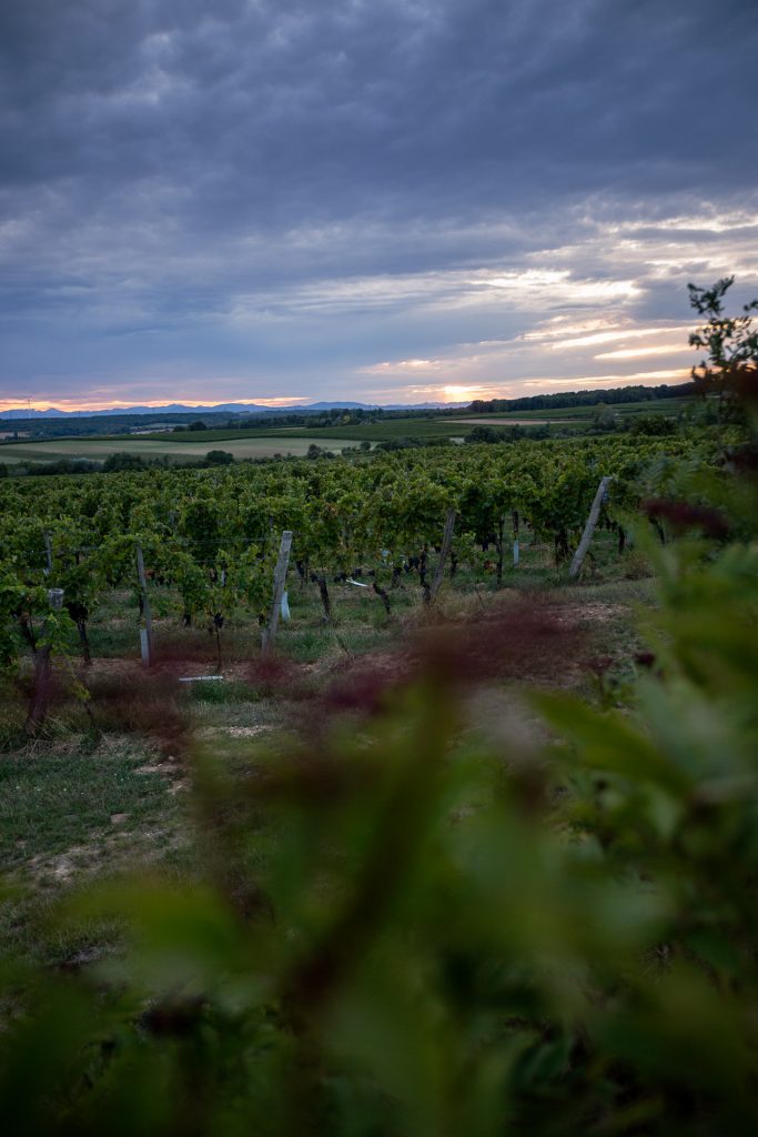 Gemeinsam genießen wir die Abendstimmung in den Göttlesbrunner Weinbergen.
