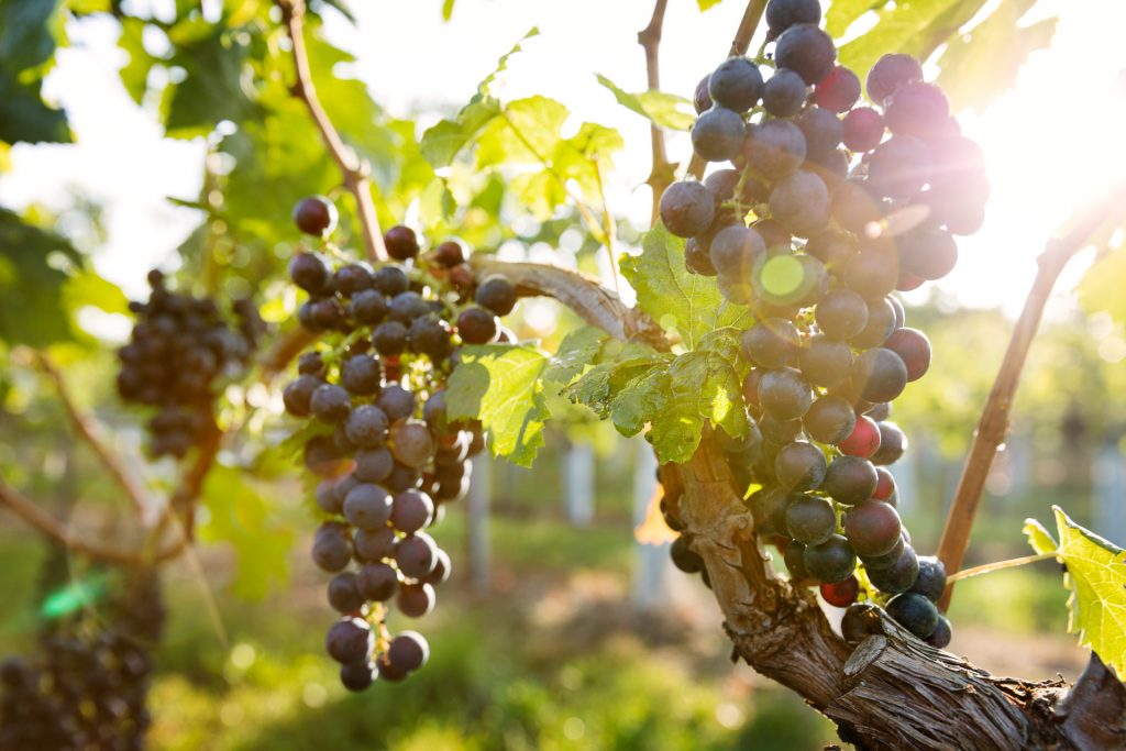 Lerne die Natur der Weinregion Canuntum auf Bild zu bannen.