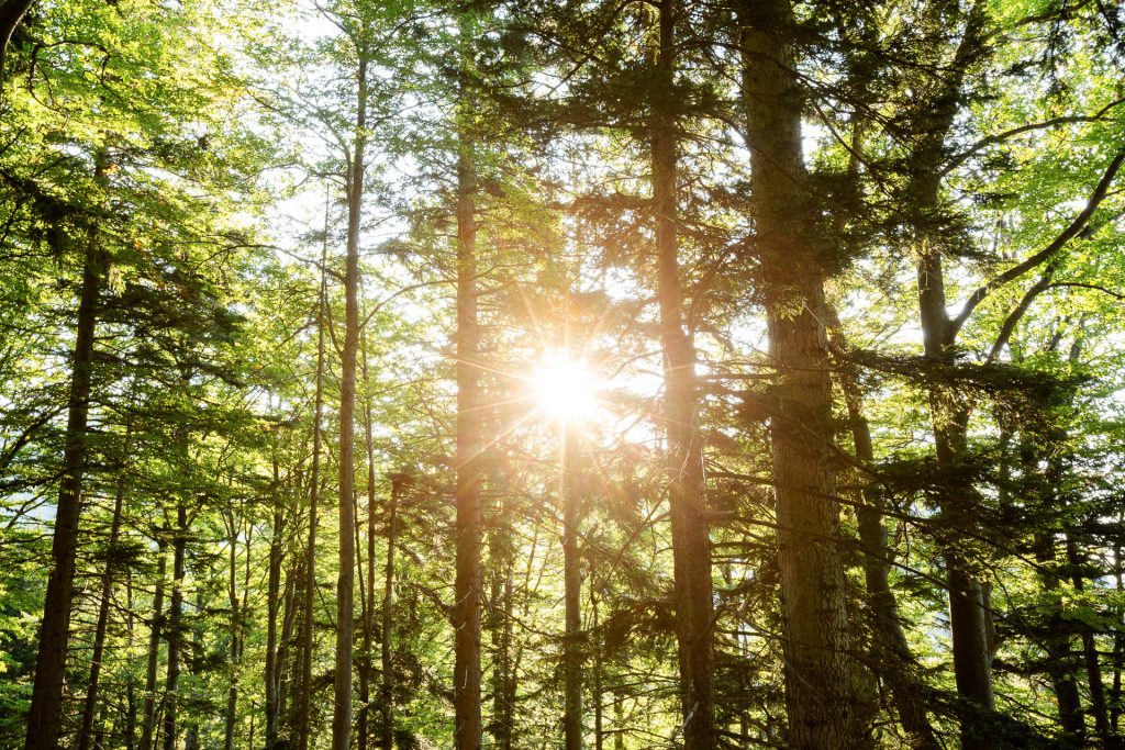 Gemeinsam bannen wir Lichteffekte im Wald auf Bild.