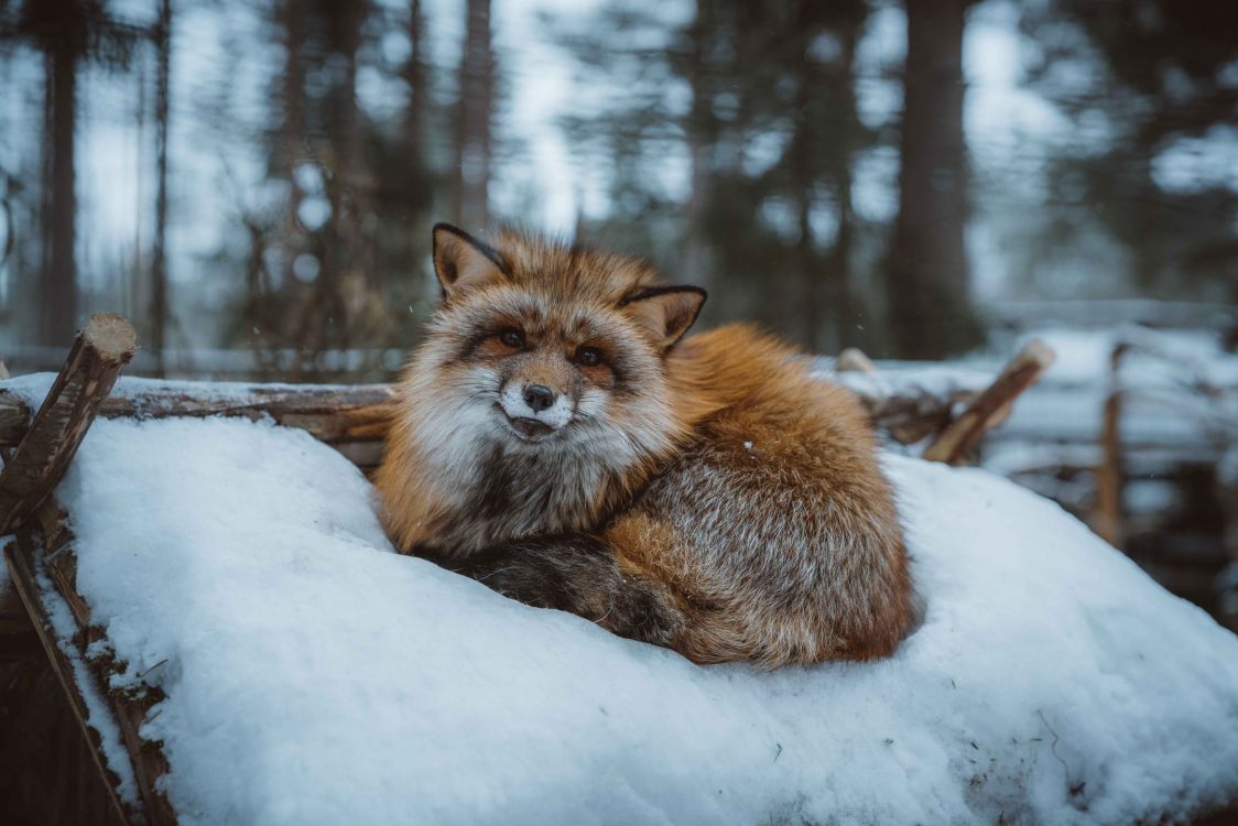 Fotoreise Finnland