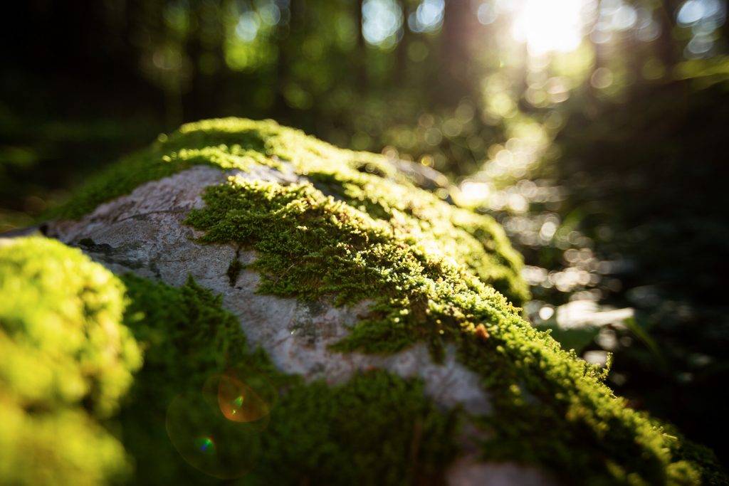 Bei unserem Fotokurs im Salzkammergut gehen wir im Wald auf Pirsch nach besonders ausgefuchsten Motiven.