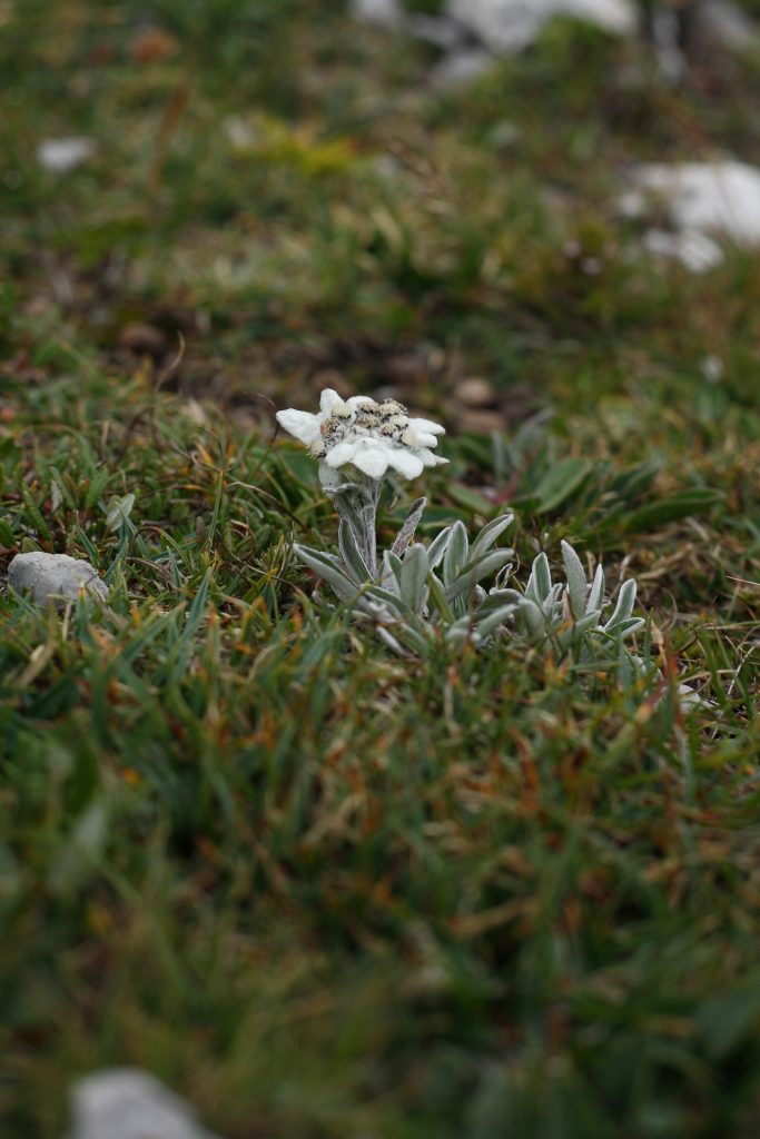 Mit viel Glück finden wir am Schneeberg auch seltenen, unter Schutz stehenden Alpen-Edelweiß.