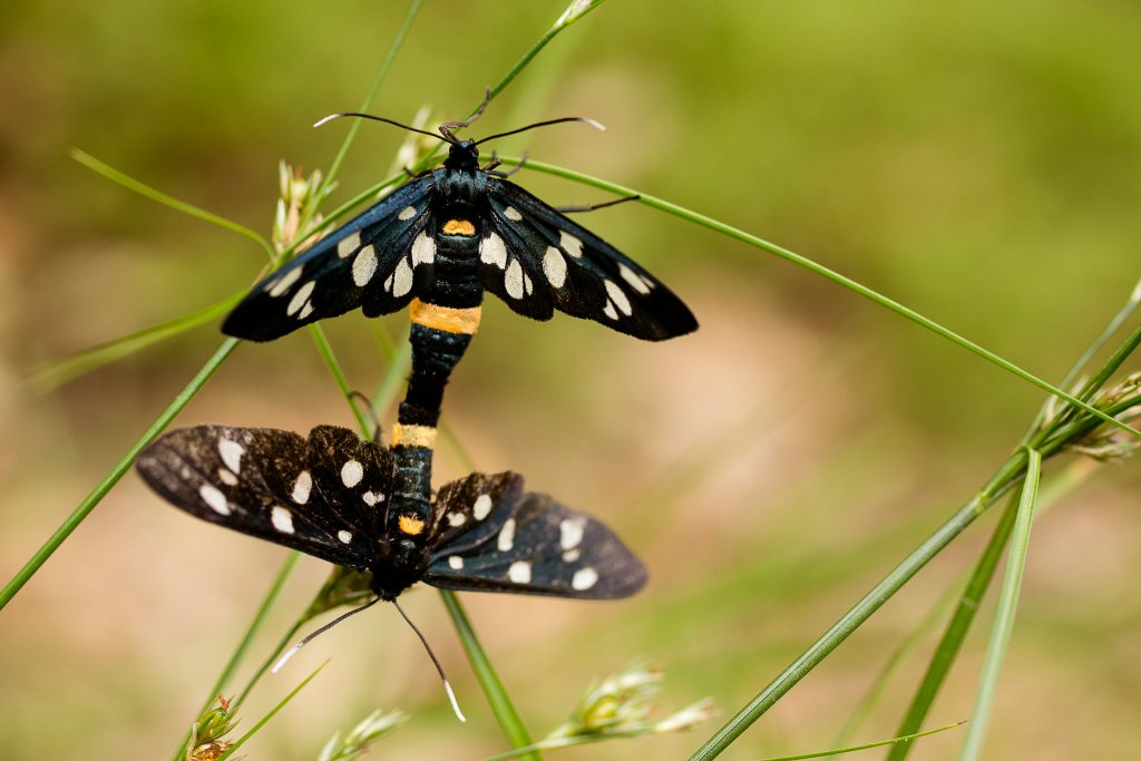 In den Wiesen der Steinhofgründe gehen wir auf Pirsch nach tierischen Motiven.
