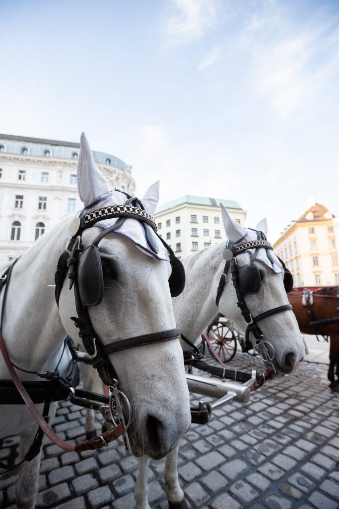 Bei unserem Fotokurs besuchen wir einige von Wiens beliebteste Sehenswürdigkeiten.