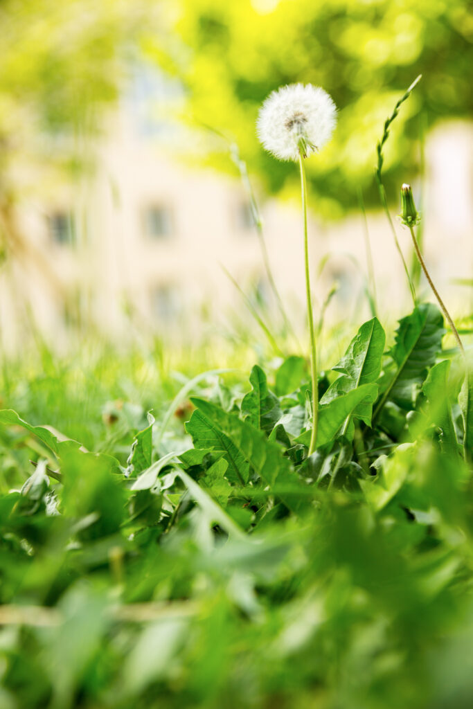 Gemeinsam gehen wir auf Pirsch nach Naturmotiven in der Stadt.