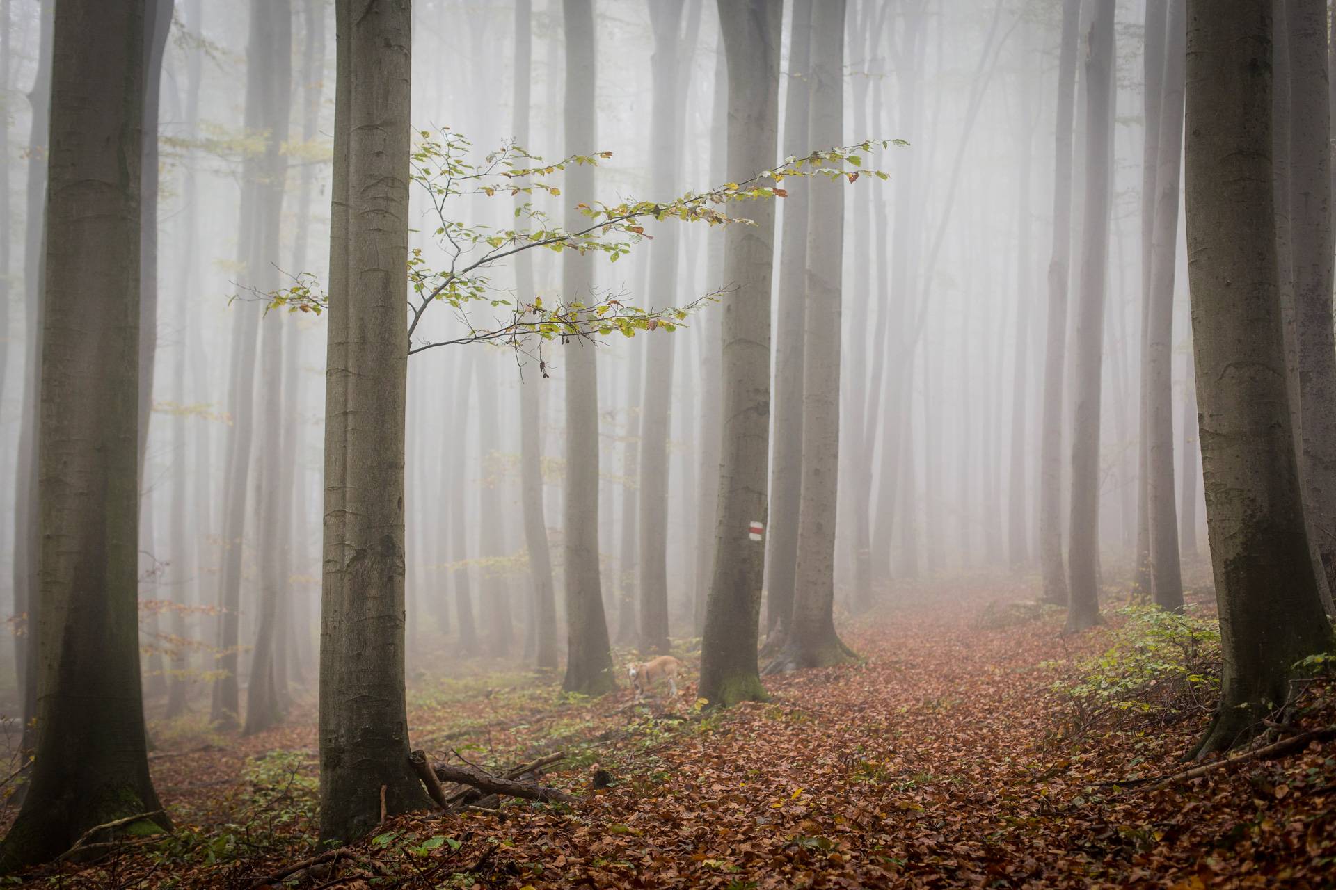 Bergfotos von nebelverhangenen Wälder haben einen mystischen Reiz. Verliere dich bloß nicht im Nebel!