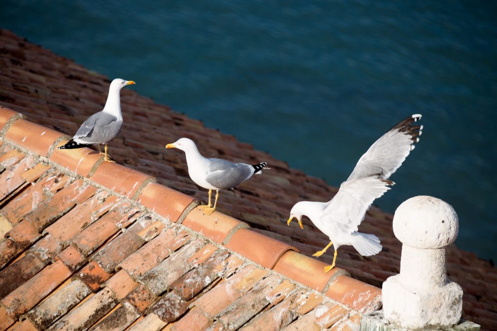 Naturfüchse können sich während der Fotoreise Kroatien auf Pirsch begeben und tierische Motive erbeuten.