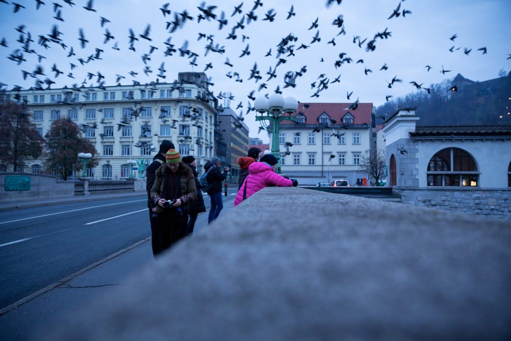 Frühe Morgenfüchse können mit uns gemeinsam auf der Fotoreise Ljubljana der Stadt beim Aufwachen zusehen.