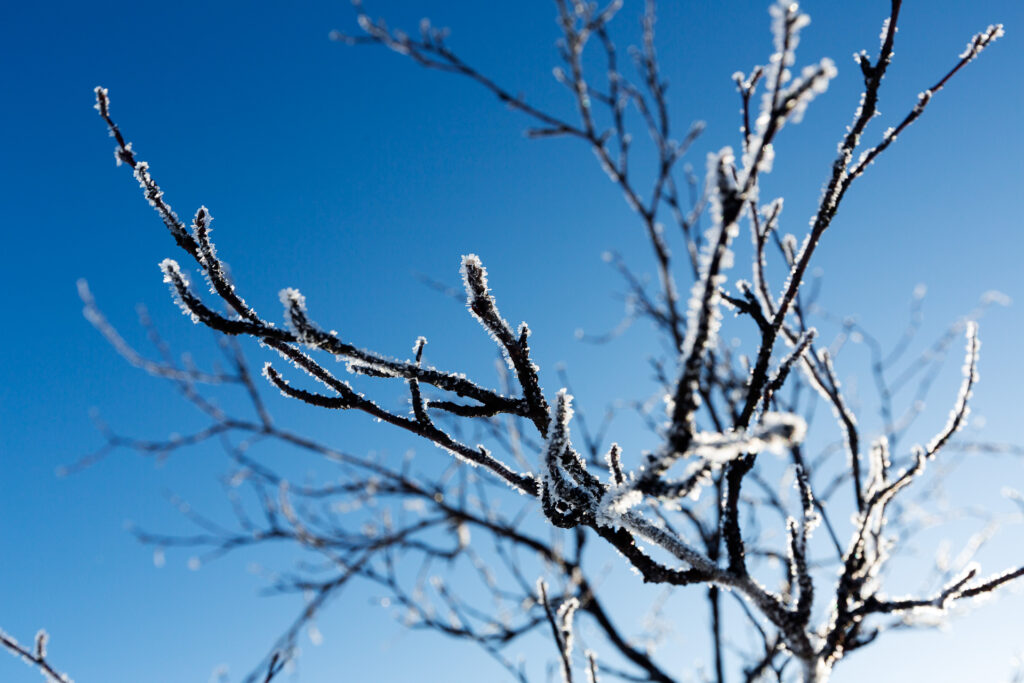 Die Natur in Lappland bietet dir vielfältige winterliche Motive.