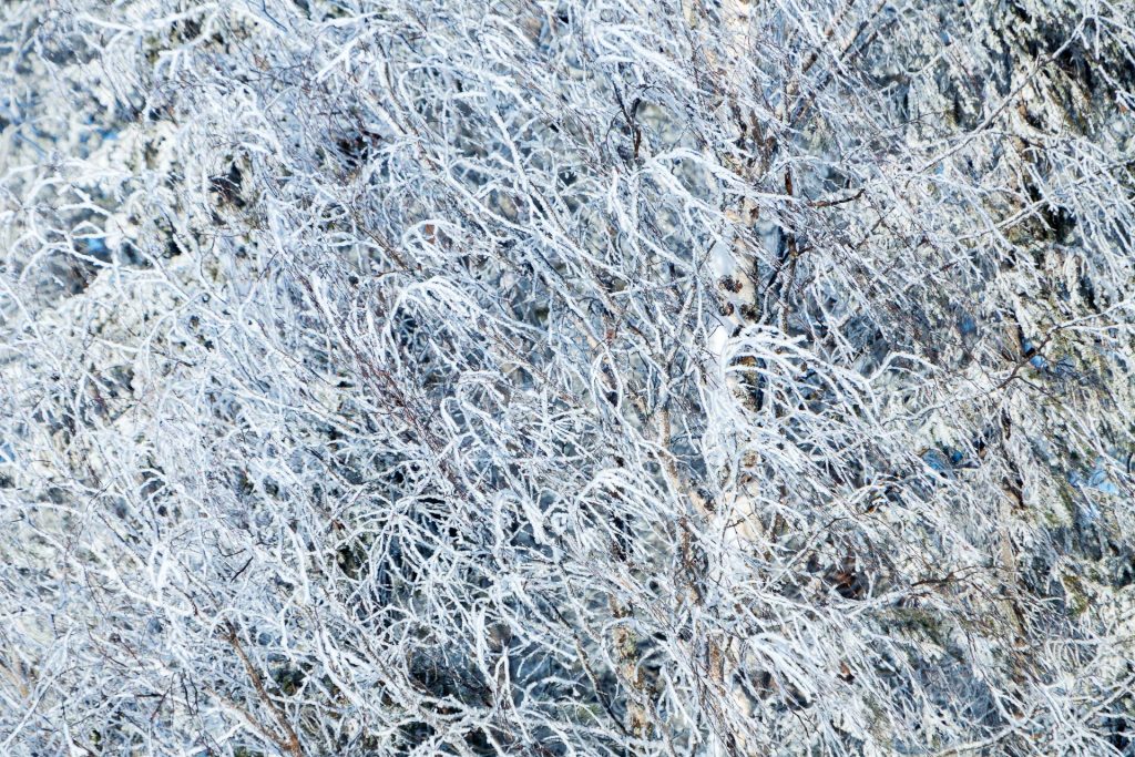 Im winterlichen Wald finden sich vielfältige Motive für Details.