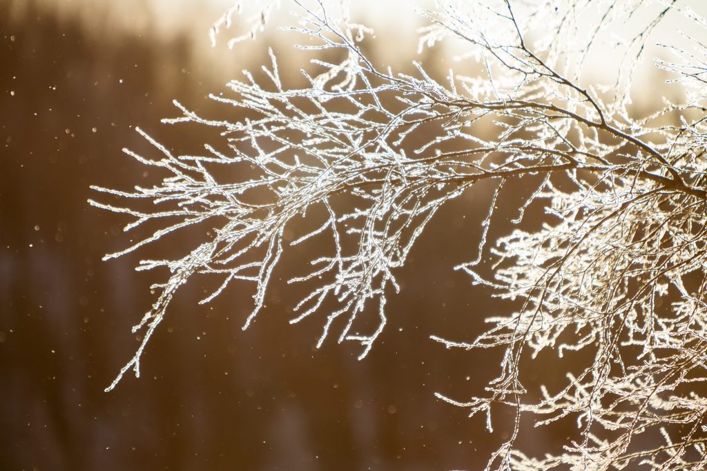 In der Natur kannst du deine Details im Winter mit Gegenlicht besonders eindrucksvoll in Szene setzen.