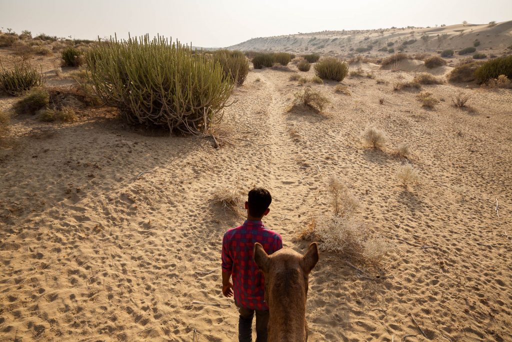 Die FOTOFÜCHSE Wunschorte. Am Rücken eines Kamels durch die Wüste Thar in Indien dem Sonnenuntergang entgegen reiten und sich auf das Abendessen in der Wüste freuen.