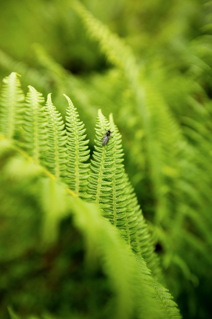 DIE FOTOFÜCHSE Foto Locations Salzkammergut. Kleine Tiere entdecken. Dann heißt es schnell sein, denn wer weiß schon, wie lang es sich ein Insekt auf einer Pflanze gemütlich macht.