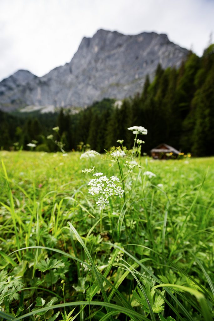 DIE FOTOFÜCHSE Foto Locations Salzkammergut. Gut gestärkt bietet die Almwiese einen ausgefuchsten fotografischen Spielplatz.