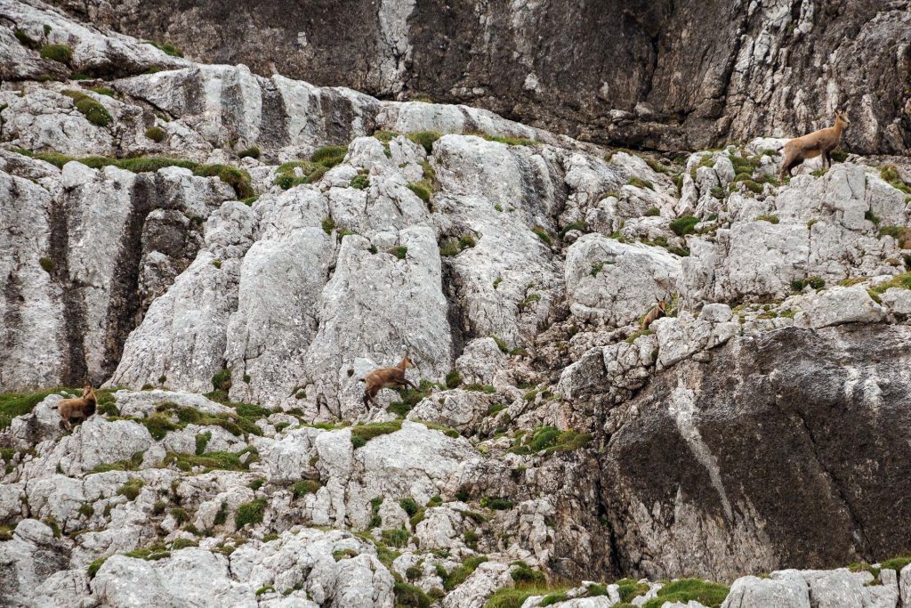 DIE FOTOFÜCHSE Foto Locations Salzkammergut. Beim Aufstieg aufs Rotgschirr stehen die Chancen gut, dass du Gämsen begegnen und sie um ihre Bewegungsfreiheit und Leichtigkeit beneiden wirst.