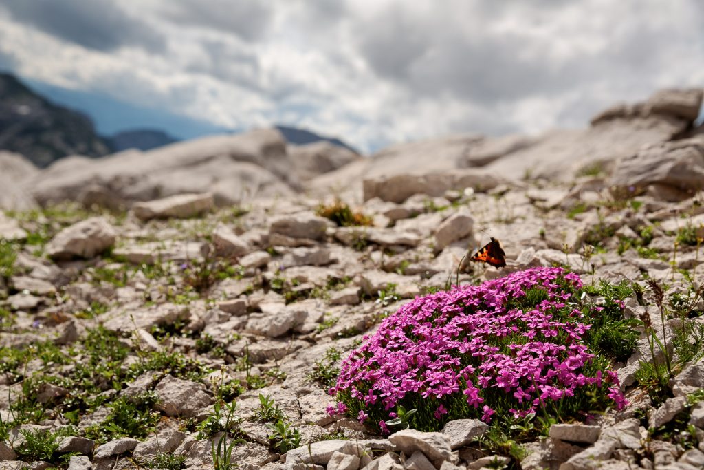 DIE FOTOFÜCHSE Foto Locations Salzkammergut. Selbst in einem Meer aus Stein warten besondere Details in der Natur auf dich.