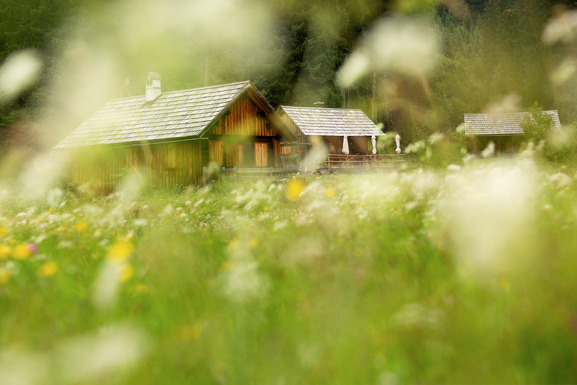 DIE FOTOFÜCHSE Foto Locations Salzkammergut. Die bewirtschaftete Hütte auf der Zimitzalm fotografiert durch das Blumenmeer auf der Almwiese.