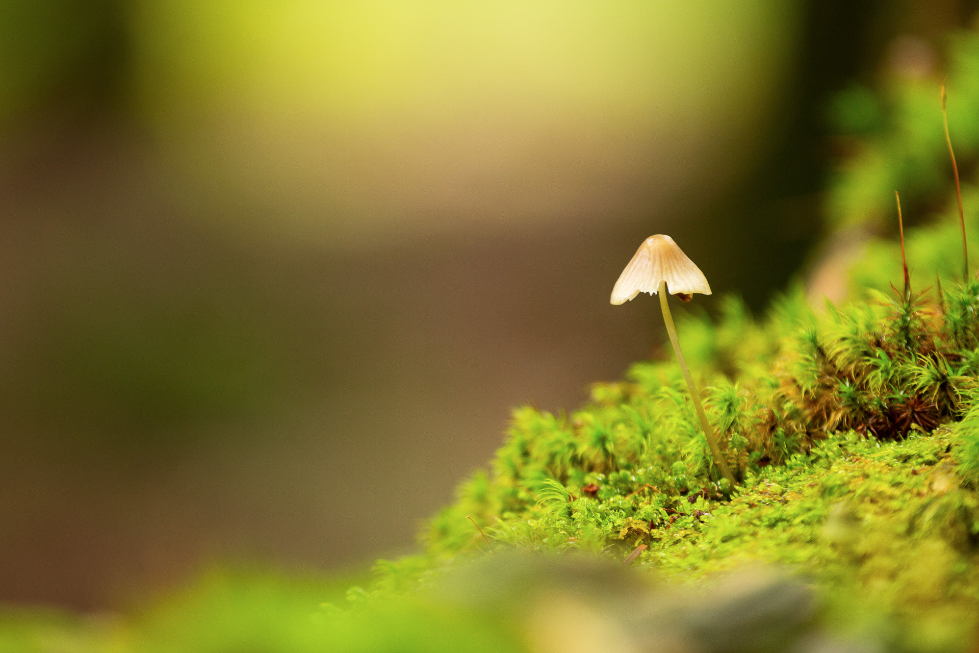 DIE FOTOFÜCHSE Foto Locations Salzkammergut. Mit dem Makroobjektiv im Wald auf der Pirsch nach Detailmotiven.