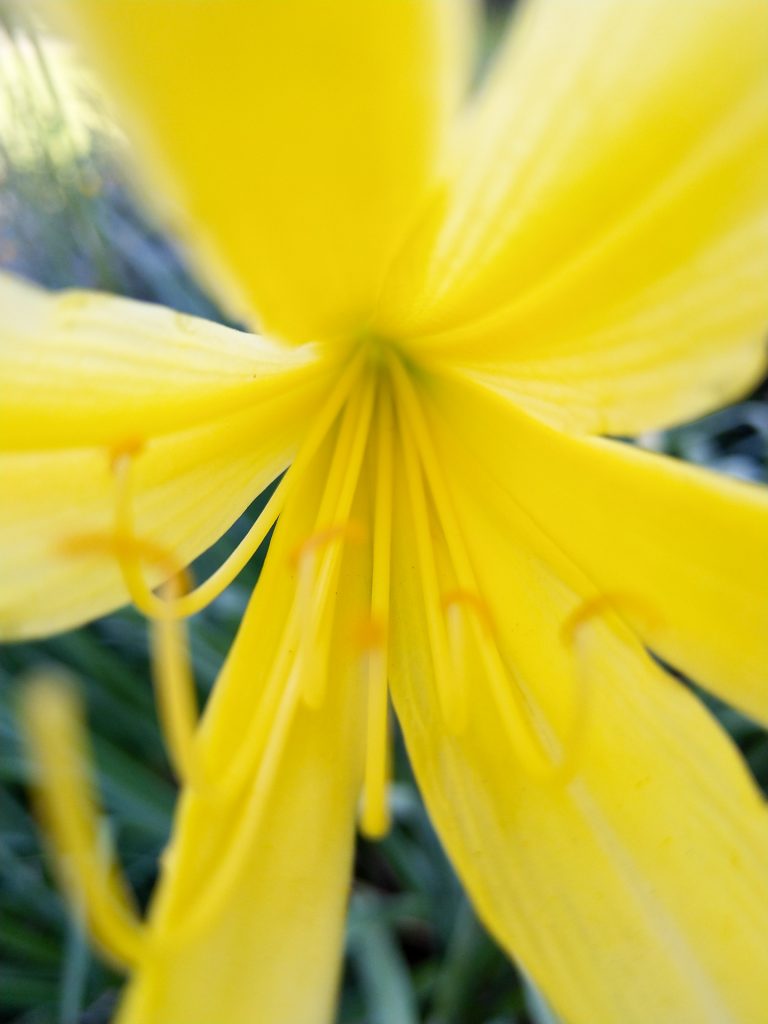 Je nach Jahreszeit wachsen im Park des Schloss Köpenick unterschiedliche Pflanzen, die auf dich und dein Makro-Objektiv warten.