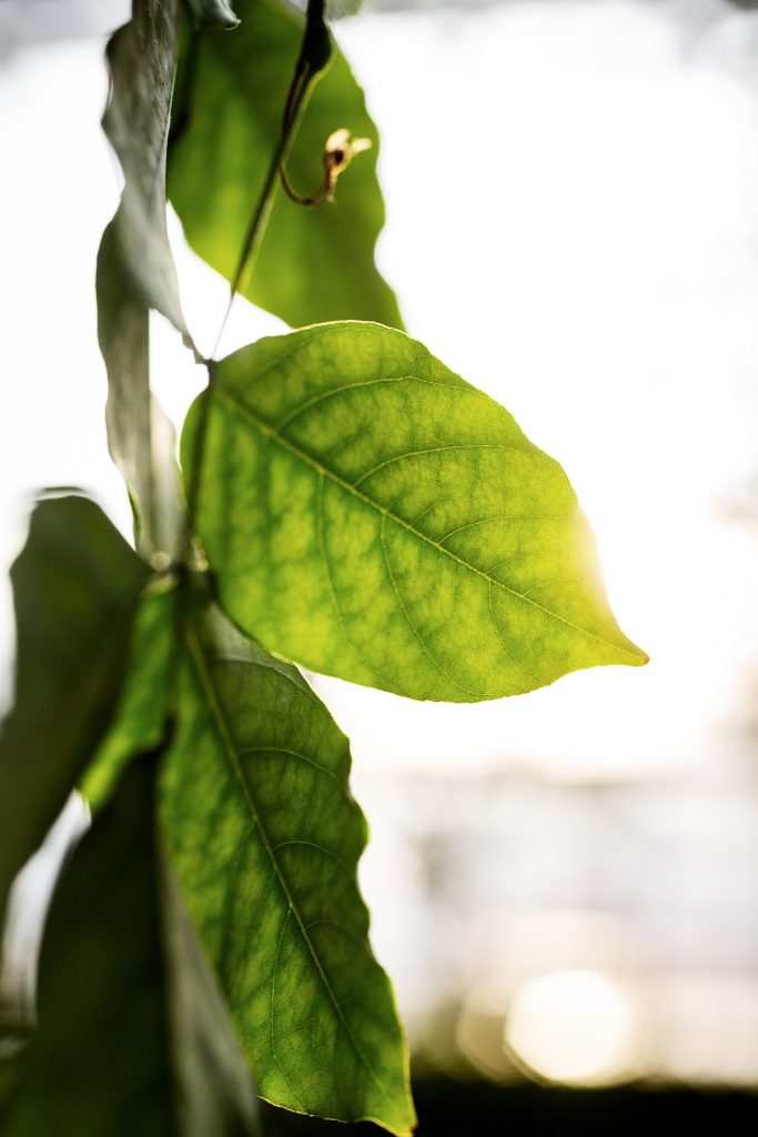 Nutze Lichtstimmungen in der Natur für besondere Effekte.