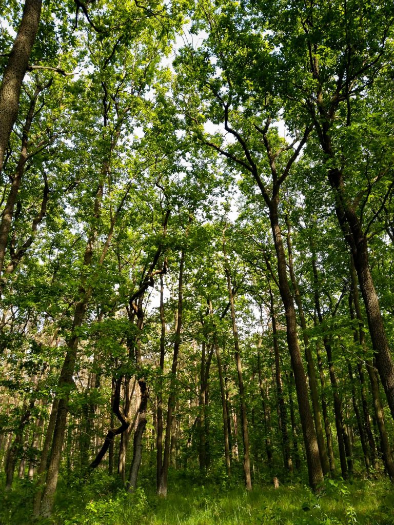 In den Wäldern rund um den Müggelsee gehen wir mit dir uns deiner Kamera oder Handy-Kamera auf Pirsch.