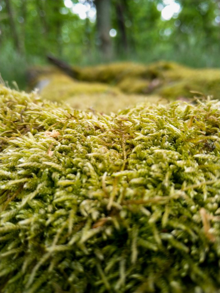 Lerne bei unserem Fotokurs Naturfotografie in der Weite und im Detail in Szene zu setzen.