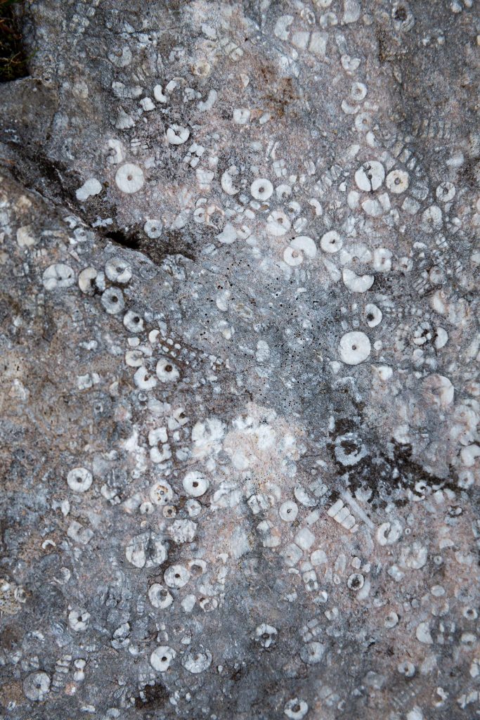Im Gestein des Toten Gebirges findest du viele spannende Details, die du mit deinem Makro-Objektiv einfangen kannst.