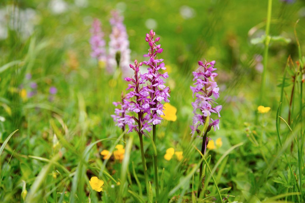 Auf den Almen blüht eine einzigartige Vegetation. Blumenfüchse erwartet auf dieser Wanderstrecke eine bunte Vielfalt an seltenen Pflanzen.