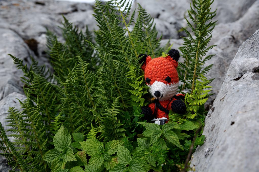 Finn zeigt dir viele Tipps und Tricks um deine Makro-Fotos in der Natur noch spannender zu gestalten.