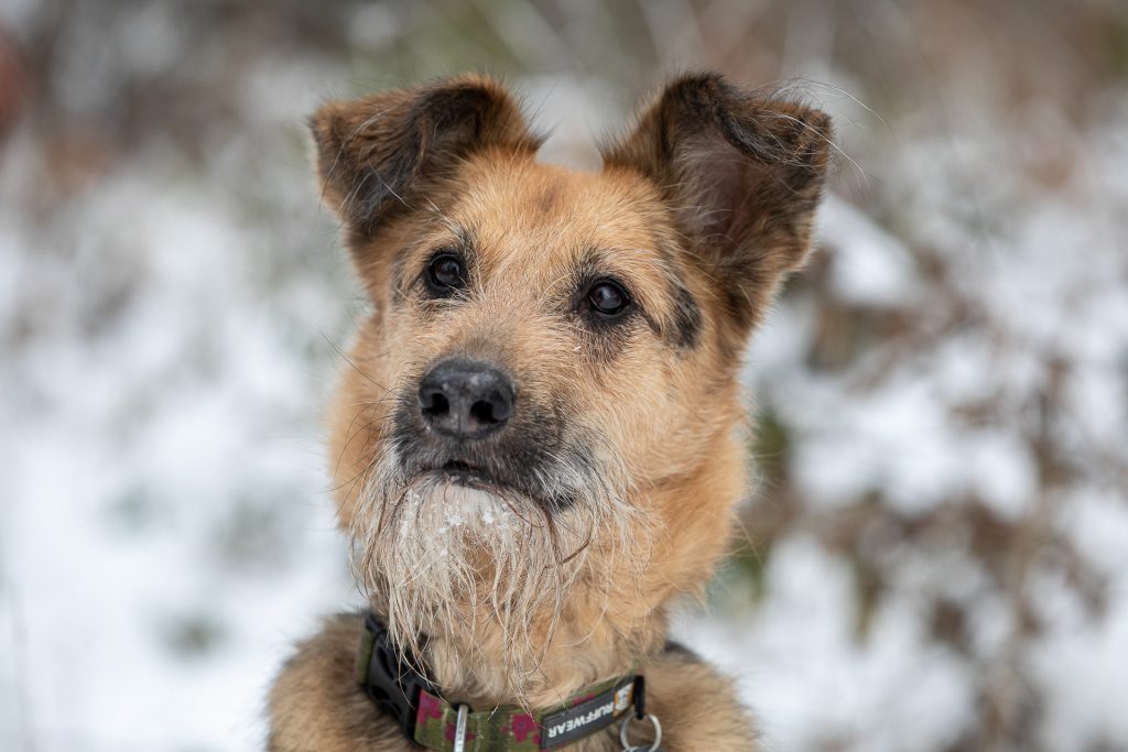 Unser erfahrenes Hundemodel steht beim Fotokurs Hundefotografie für dich bereit.