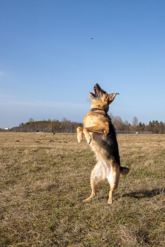 Begleitet einer professionellen Hundetrainerin fotografieren wir actionreiche Motive im Freien.