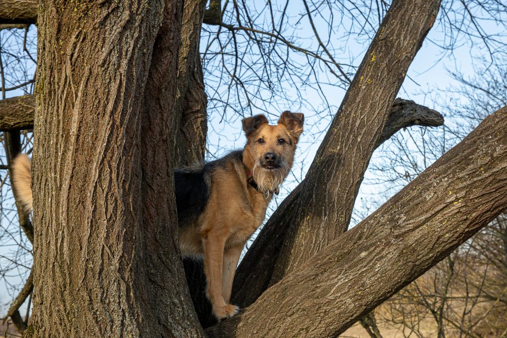 Wenn wir Glück haben wirft sich bei unserem Fotokurs sogar der seltene Baumhund in Pose.
