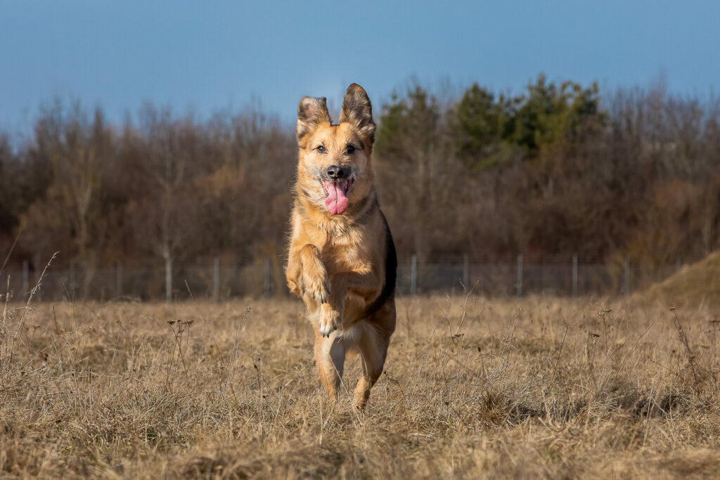 Bei unserem Fotokurs Hundefotografie in München lernst du den besten Freund des Menschen in Szene zu setzen.