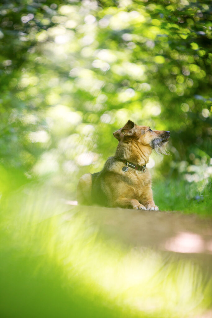 Lerne mit Bildaufbau und Perspektive deine Hundefotos besonders ausgefuchst zu fotografieren.