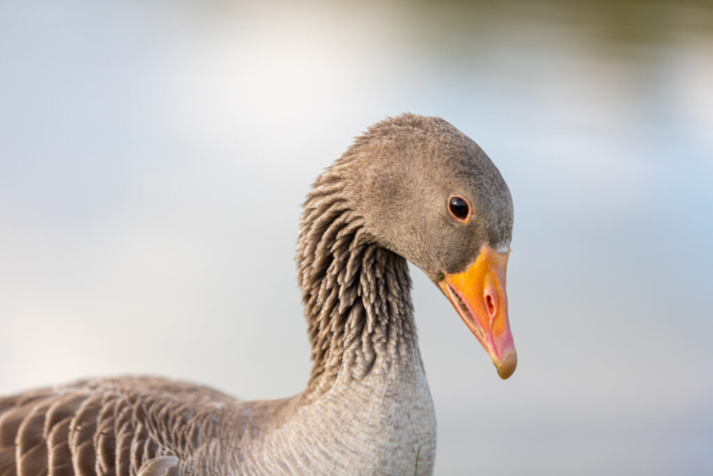 Natürlich kommen bei unserem Natur-Fotostreifzug auch Liebhaber von Tiermotiven nicht zu kurz.