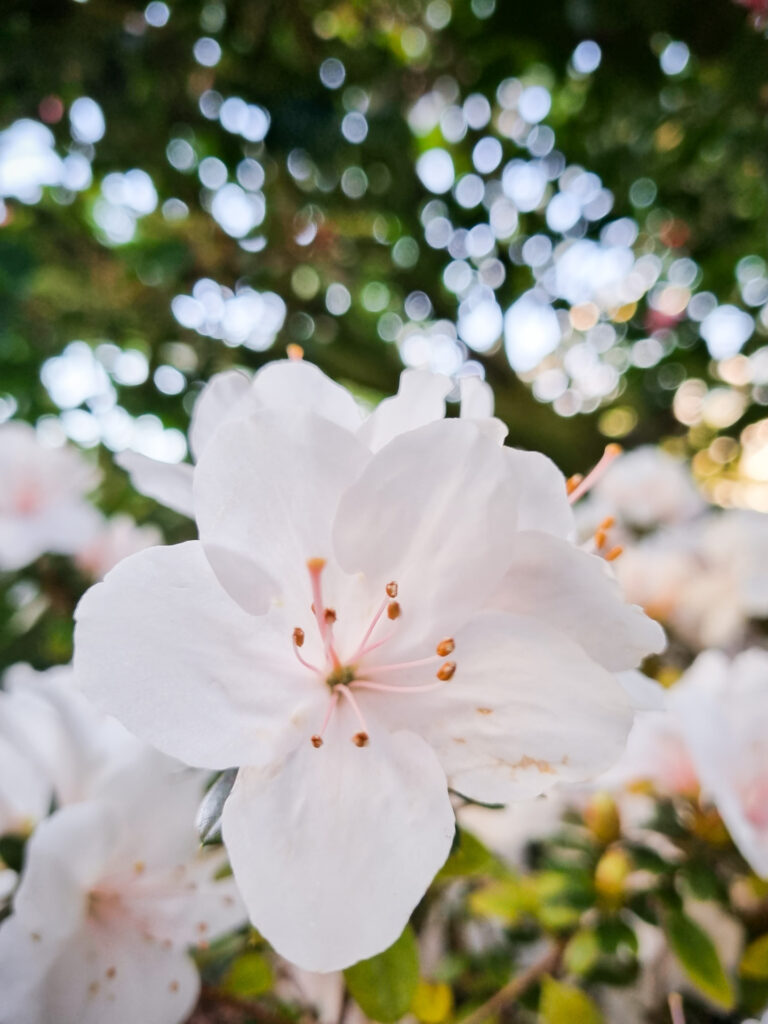 Wir zeigen dir mit welchen Einstellungen spannende Details in der Natur gelingen.