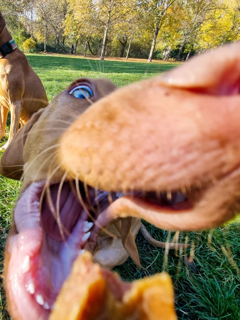 Im hundefreundlichen mein kleinHOTEL finden sich auch besonders fotogene Models, die wir in Szene setzen.