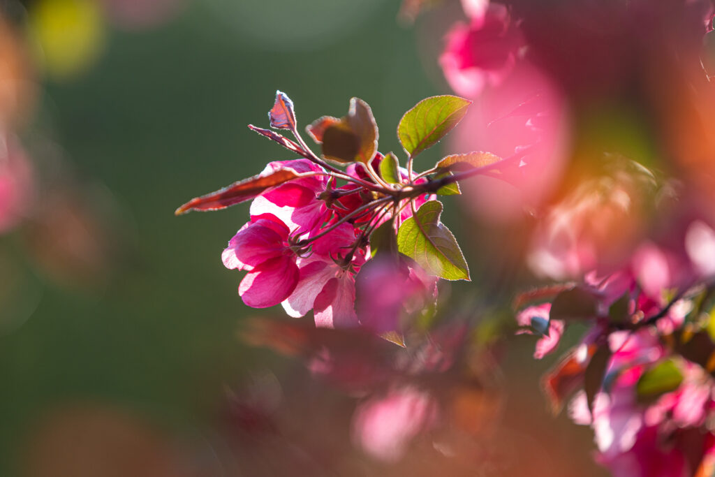 Gemeinsam in der Natur fotografieren. Setze Details besonders ausgefuchst in Szene.