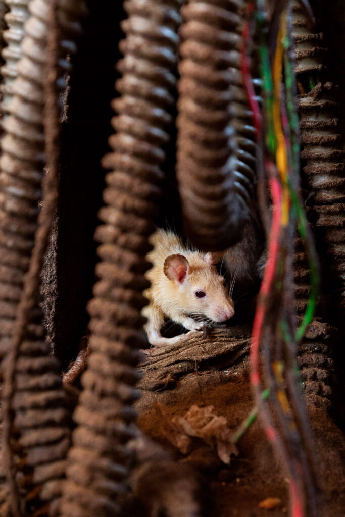 Mit etwas Glück zeigt sich auch die weiße Ratte, die Reinkarnation der heiligen Karni Mata.