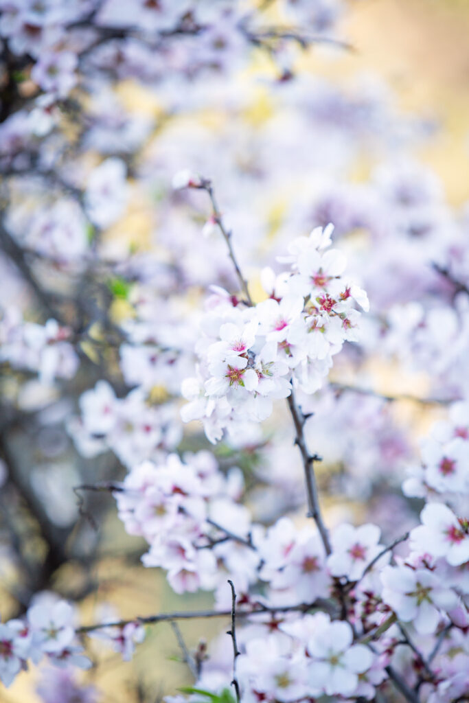 Im Mandelwald von Tejeda fotografieren wir die Mandelblüten, die in weißen und rosa Farbtönen unseren Wanderweg säumen.