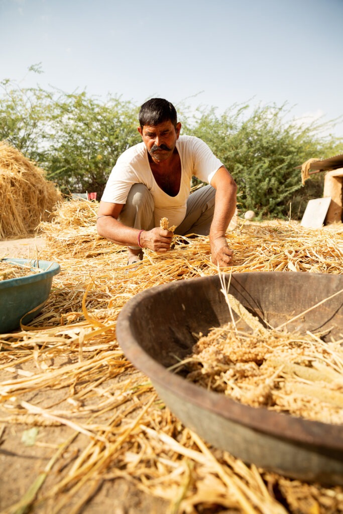 Landwirtschaft bedeutet in Rajasthan Handarbeit.
