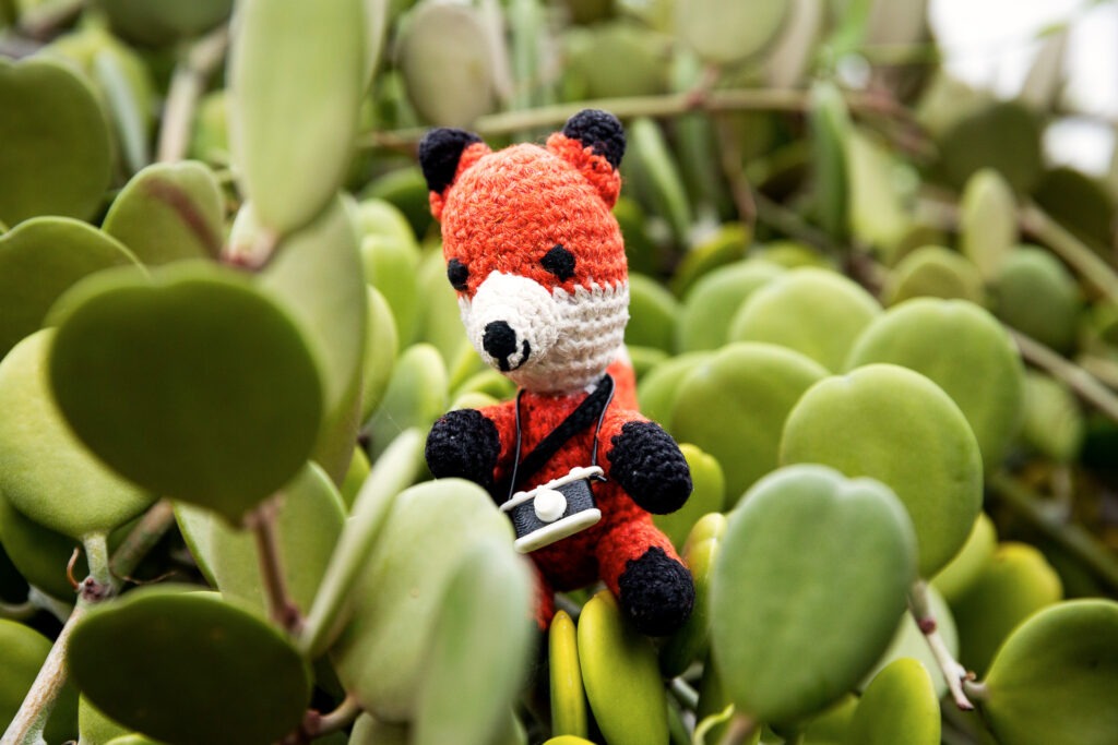 Bei unserem Fotokurs Makrofotografie Kinder Berlin im Botanischen Garten zeigt dir Finn viele Tipps und Tricks um Pflanzen beeindruckend in Szene zu setzen.