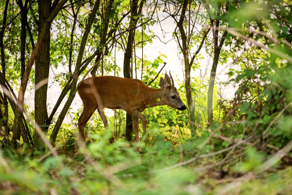 Auch die Gärten und Parks in Wien können sich sehen lassen, Naturfotografie im urbanen Raum.