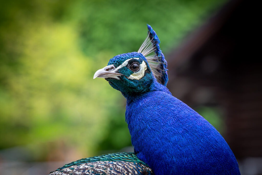 Komm mit uns beim Fotokurs Tierfotografie für Kinder & Jugendliche in München im Wildpark Poing fotografieren.