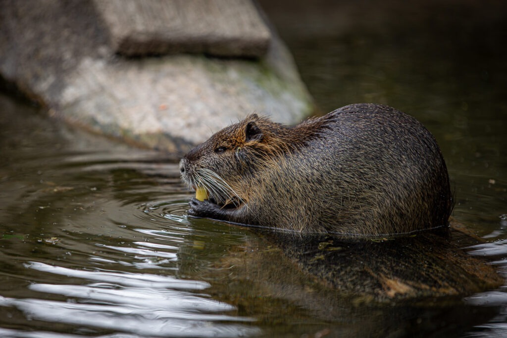 Wir zeigen dir viele Tipps und Tricks, wie du ausgefuchste Fotos von Tieren und Natur einfängst.