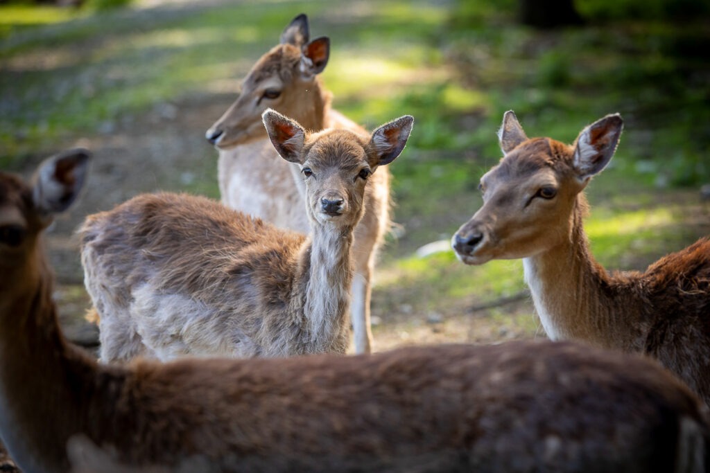 Du beobachtest Tiere, du suchst spannende Perspektiven und du wartest auf den richtigen Moment. Gleichzeitig lernst du, deine Kamera bewusster einzusetzen und deine eigenen Bildideen umzusetzen.